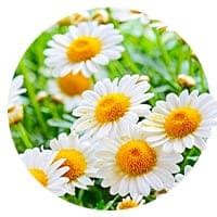 Купить Семена ромашки в Украине недорого почтой | FLORIUM.UA