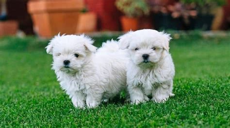 Bichon Poo: History, Temperament, Care, Training, Diet, Pictures