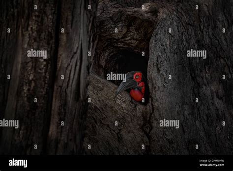 Tree Nest With Hornbill Dark Forest Moremi In Botswana Bland And Red
