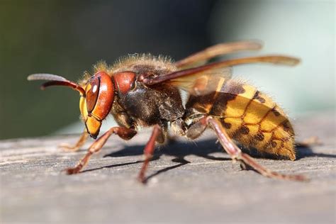 6 Free Big Wasp And Wasp Images Pixabay