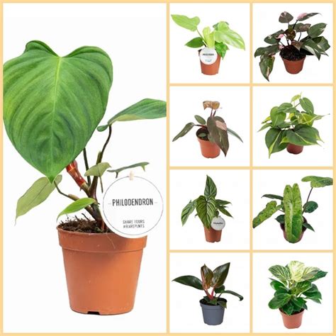 Филодендрон — король среди комнатных растений! В интернет-магазине ...