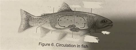 Diagram Of Circulation In Fish Diagram Quizlet