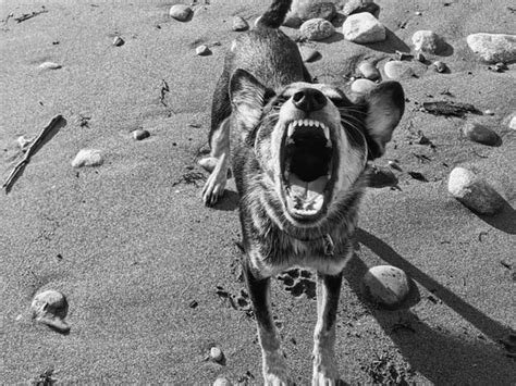Help for Fear and Aggression | Serenity Canine
