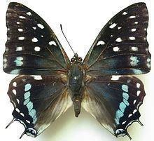 charaxes etesipe alchetron   social encyclopedia