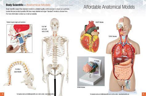 Regions Of The Body Anatomical Model At Rutgers