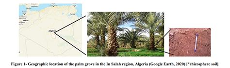 Halotolerant Bacillus Species As Plant Growth Promoting Rhizobacteria