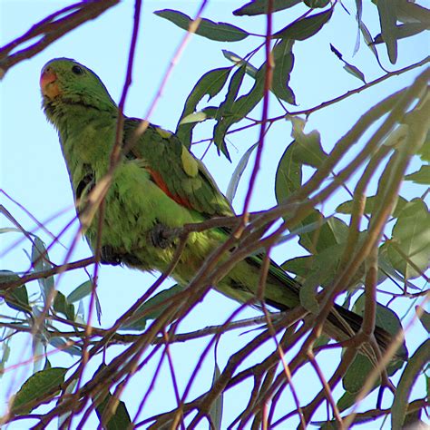 Red Winged Parrot Aprosmictus Erythropterus