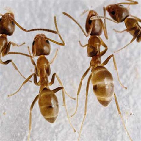 Argentine Ants Extermination And Control Las Vegas Henderson Nv