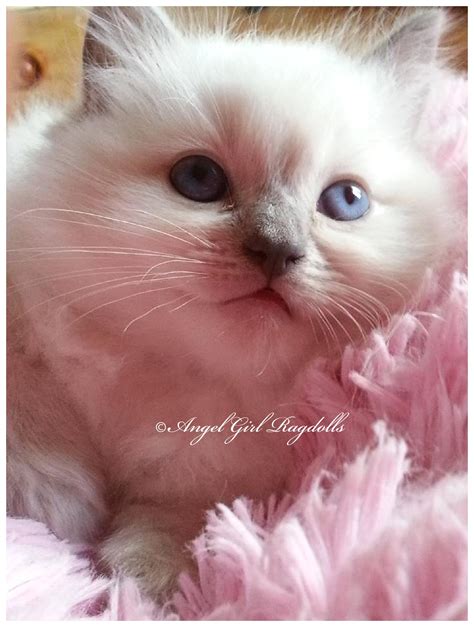 kittens for sale boise idaho 4