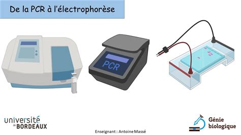 Tp Virtuel De Biologie Mol Culaire Pcr Et R V Lation G Nie