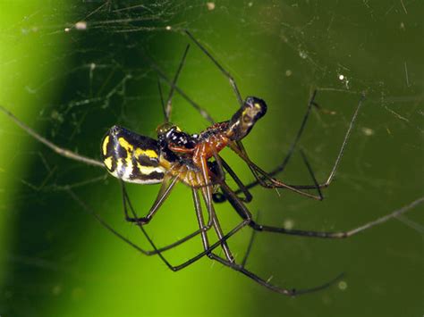 Filmy Dome Spider MatBio ARACHNIDS Matanzas Biodiversity INaturalist