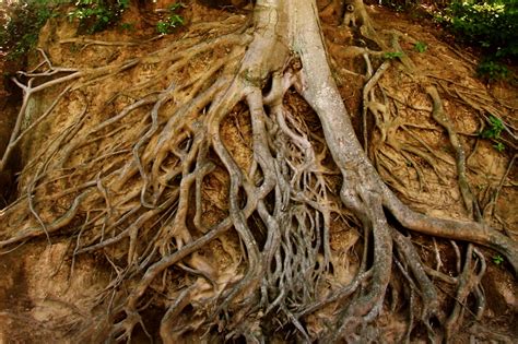 Ayurmater: Building Roots: Plants, Income, and the Art of Receiving 