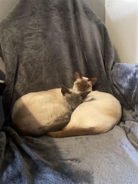 they stole my chair, but they looks so cute i don’t want to move them 🥹