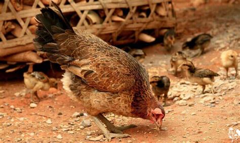 Grit And Oyster Shell Why Chickens Need Them