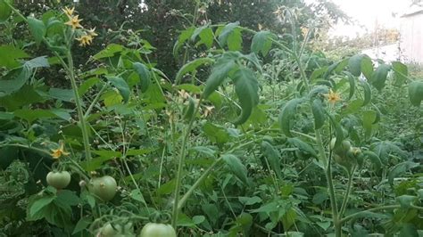 Wildlife Pornhub Gay