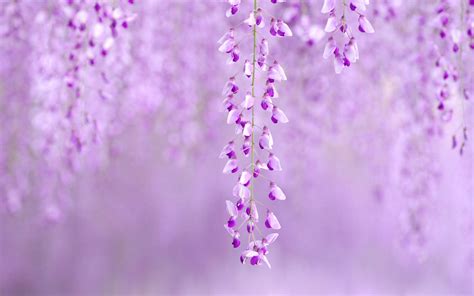 Wisteria Wallpapers - Wallpaper Cave