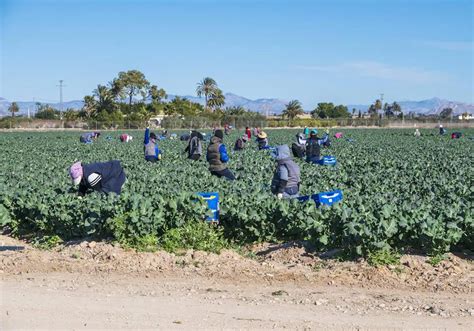 Previsioens De La Agricultura Alicantina El Campo Alicantino Cerrar