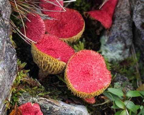 Болетин болотный (Boletinus paluster) фото и описание