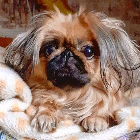 15 Realities That New Pekingese Owners Must Accept The Dogman