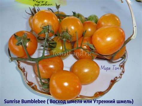 Томат Шмель на заре: описание сорта, отзывы, фото, урожайность ...