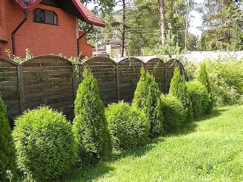 туя вдоль забора фото: 7 тыс изображений найдено в Яндекс.Картинках ...