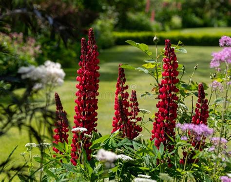 Flower Borders With Red Lupins In A Landscaped Garden In Hartley