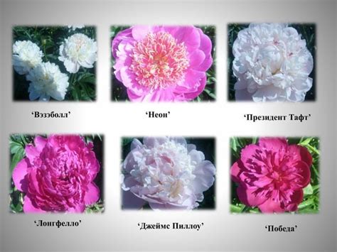 цветоводство | PPT