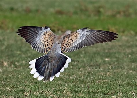 Barry The Birder Two Turtle Doves And A