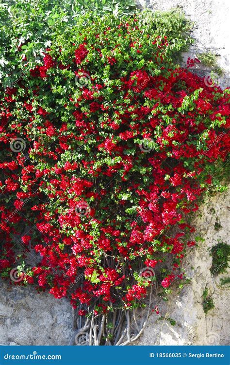 Red Flowers On Climbing Plant Stock Image Image Of Colorful