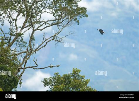 Philippines Hornbill Mindanao Mindanao Hornbill Penelopides Affinis Hi