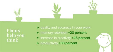 Importance Of Plants In The Home