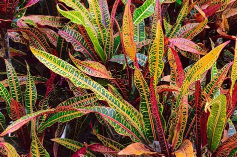 Croton Plant Varieties