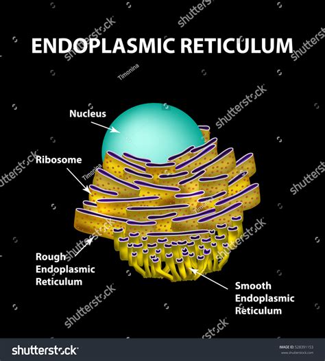 Endoplasmic Reticulum Structure Infographics Illustration Stock ...