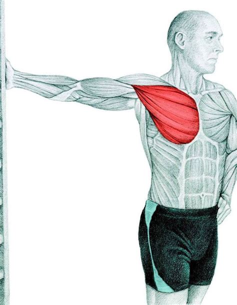 Pectoral Gimnasio Rizo Estiramientos Ejercicios De Estiramiento