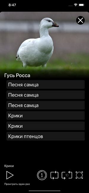 Приложение Манок на птиц: Птицы Европы для iPhone