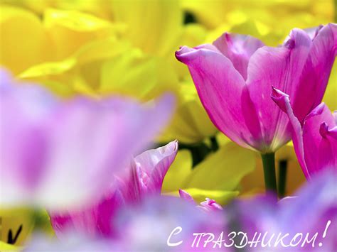 Обои на рабочий стол женский день. Основной цвет обоев: Насыщенный ...