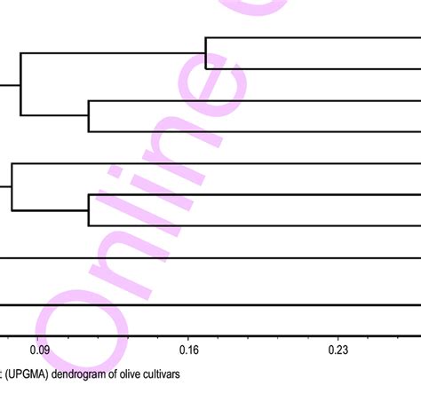 Euclidean Distance Upgma Dendrogram Of Olive Cultivars Download