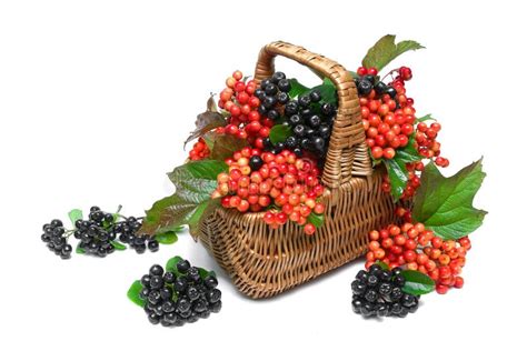 Корзина с ягодами черного Chokeberry и калиной на белизне Стоковое Фото ...