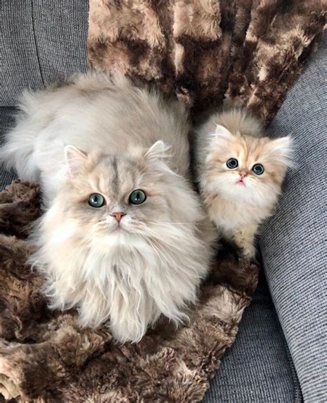 Пушистая кошечка с котёнком & Кошки с котятами & Фото | МУРЧИМ.РФ ...