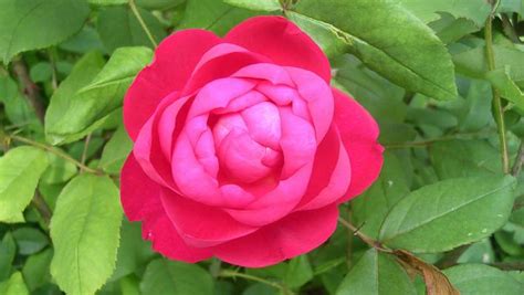 Английская роза BENJAMIN BRITTEN (AUSencart, Бенжамин Бриттен)