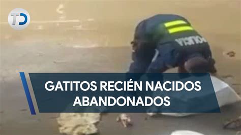 Gatitos recién nacidos abandonados en río de El Guarco Telediario