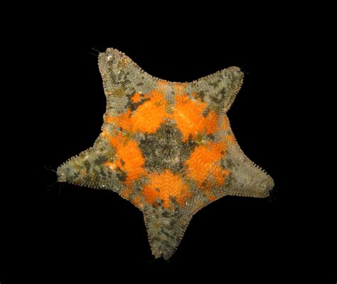 Patiria sp. | Mar del Plata, Argentina, December 2008 | Antonio Baeza ...