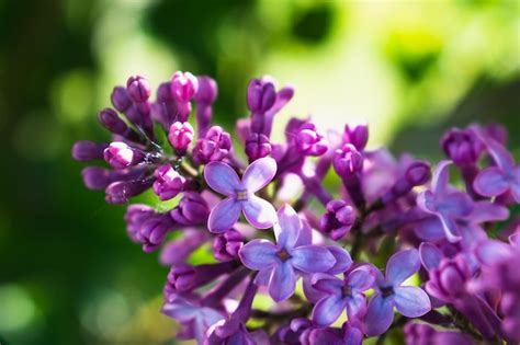 Красивая фиолетовая сирень в спринте на размытом фоне syringa vulgaris ...