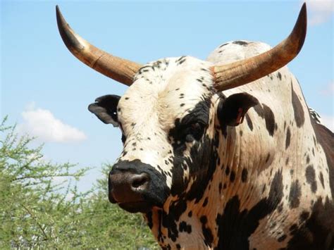 Nguni Cattle South Africa