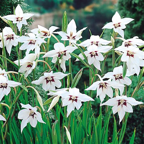 acidanthera gladiolus murielae  parker dutch bulbs