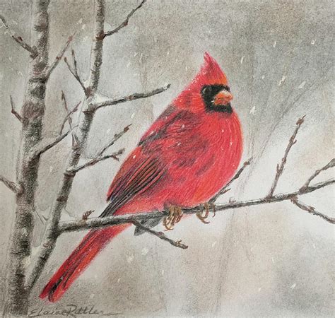 Cardinal In Winter Drawing