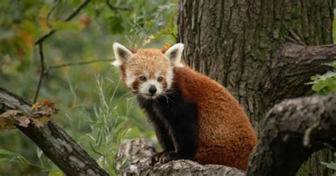 The Natural Habitat of Red Pandas and Where to See Them