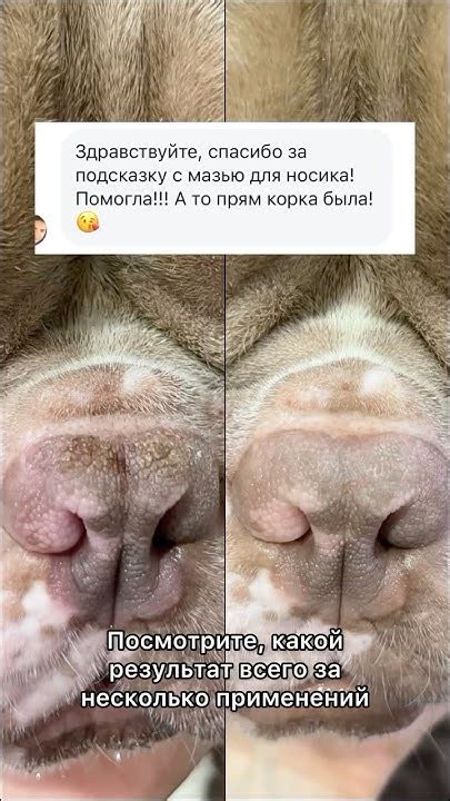 Регенерирующая мазь от @s_pets_ru для ухода за повреждённой кожей. Арт ...