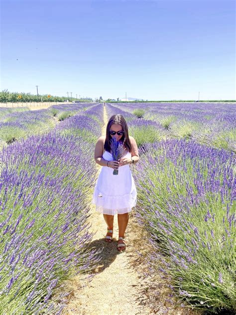 7 California Lavender Fields And Farms Including My Absolute Favorite