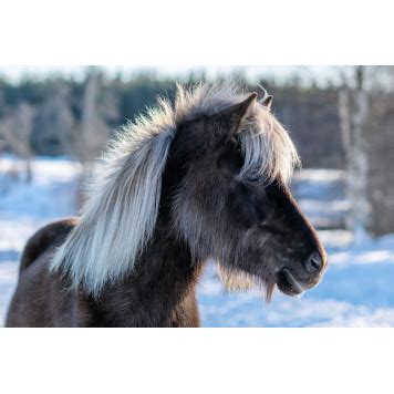 Пазл Темно-коричневая исландская лошадь с белой гривой